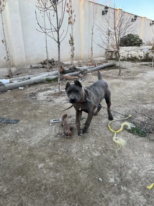 سگ کنکورسو(کین کورسو)|سگ|شهریار, فرارت|دیوار