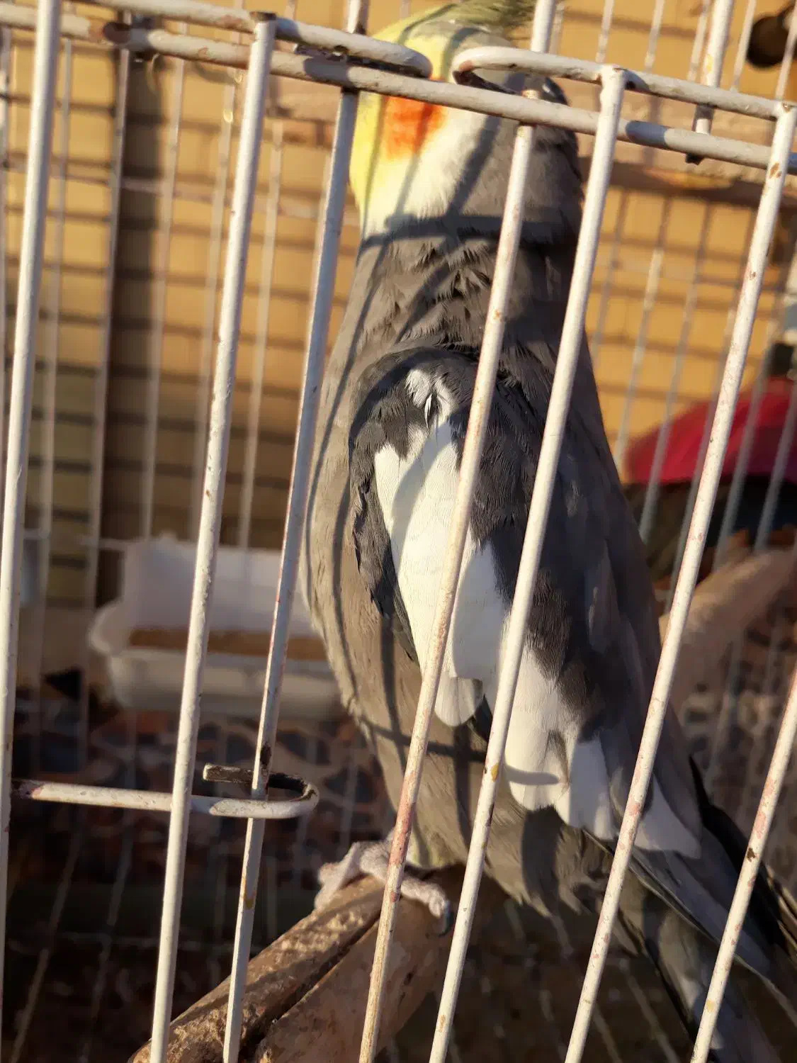 عروس هلندی نر|پرنده|اهواز, بهارستان|دیوار