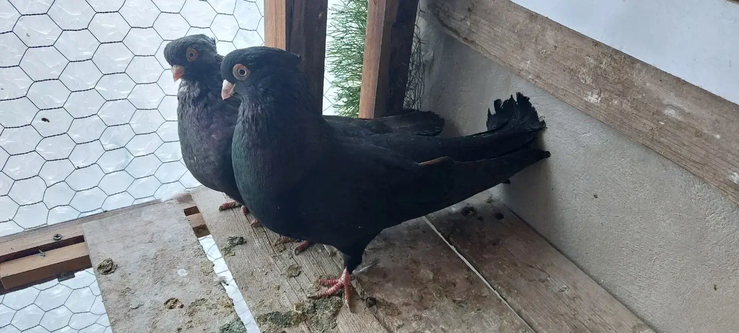 جفت زاغ صرب اتریش|پرنده|اصفهان, چشمه باقرخان|دیوار