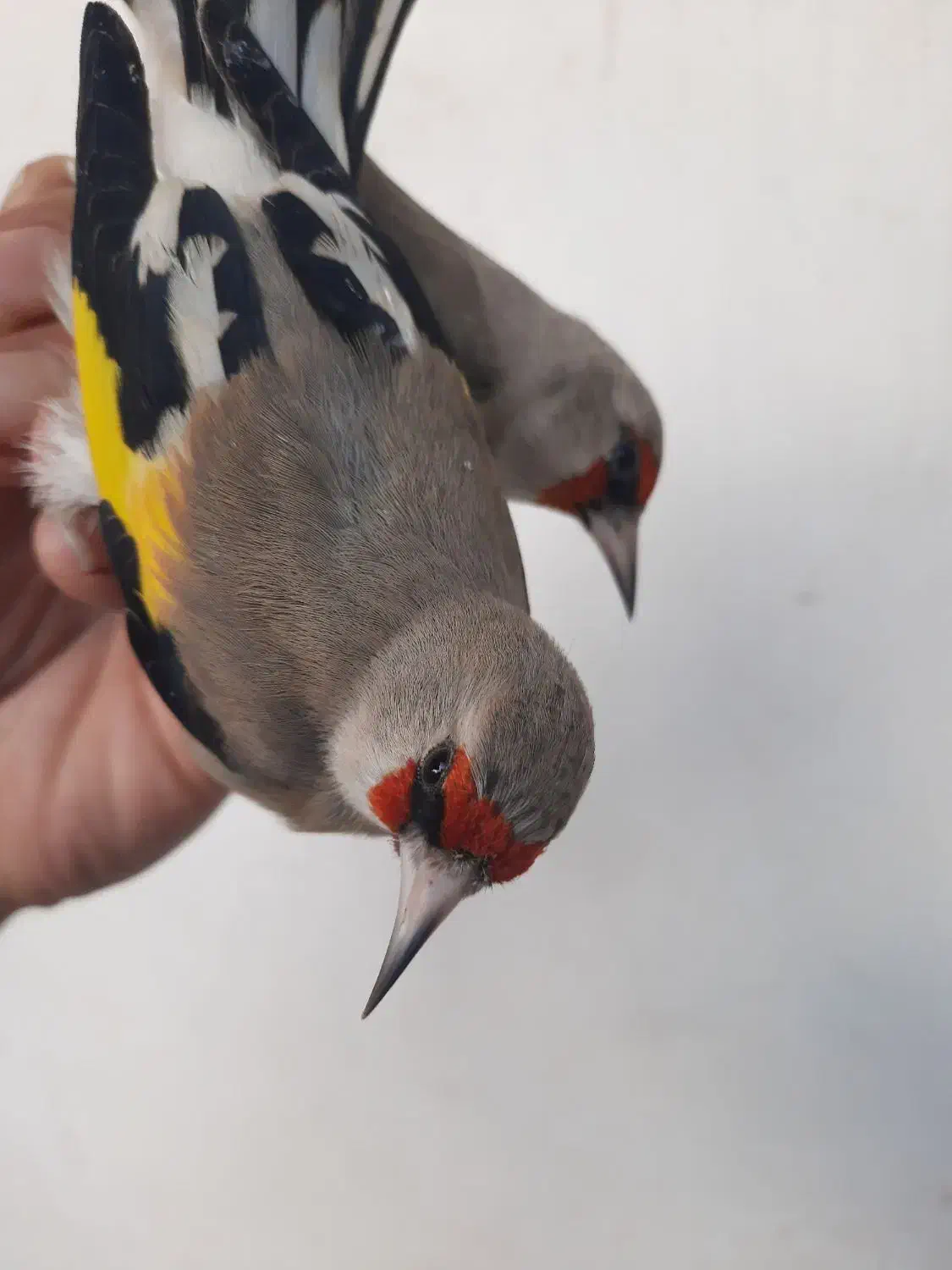 سهره تازه گیر|پرنده|بندر انزلی, بی بی حوریه|دیوار