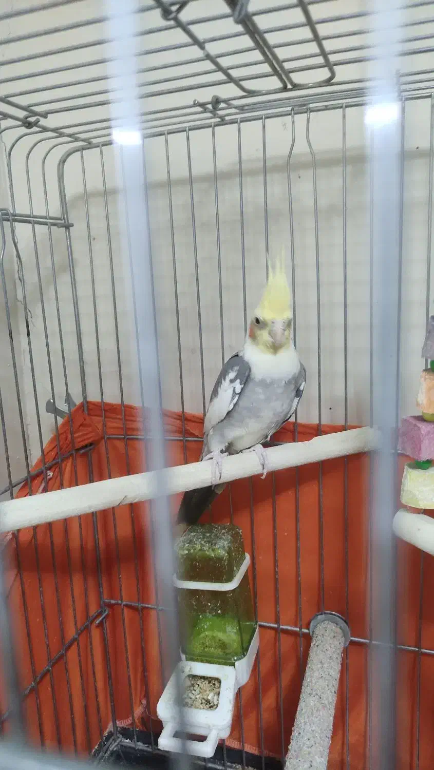 عروس هلندی همراه با وسایل کامل|پرنده|تهران, هفده شهریور|دیوار