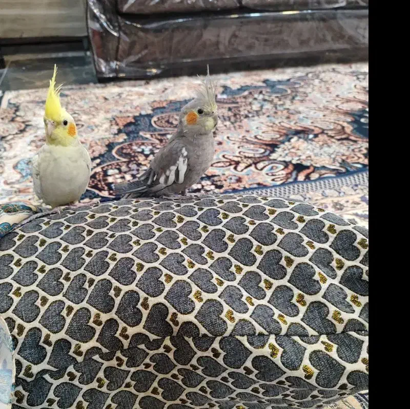 یک جفت عروس هلندی|پرنده|بردسیر, |دیوار