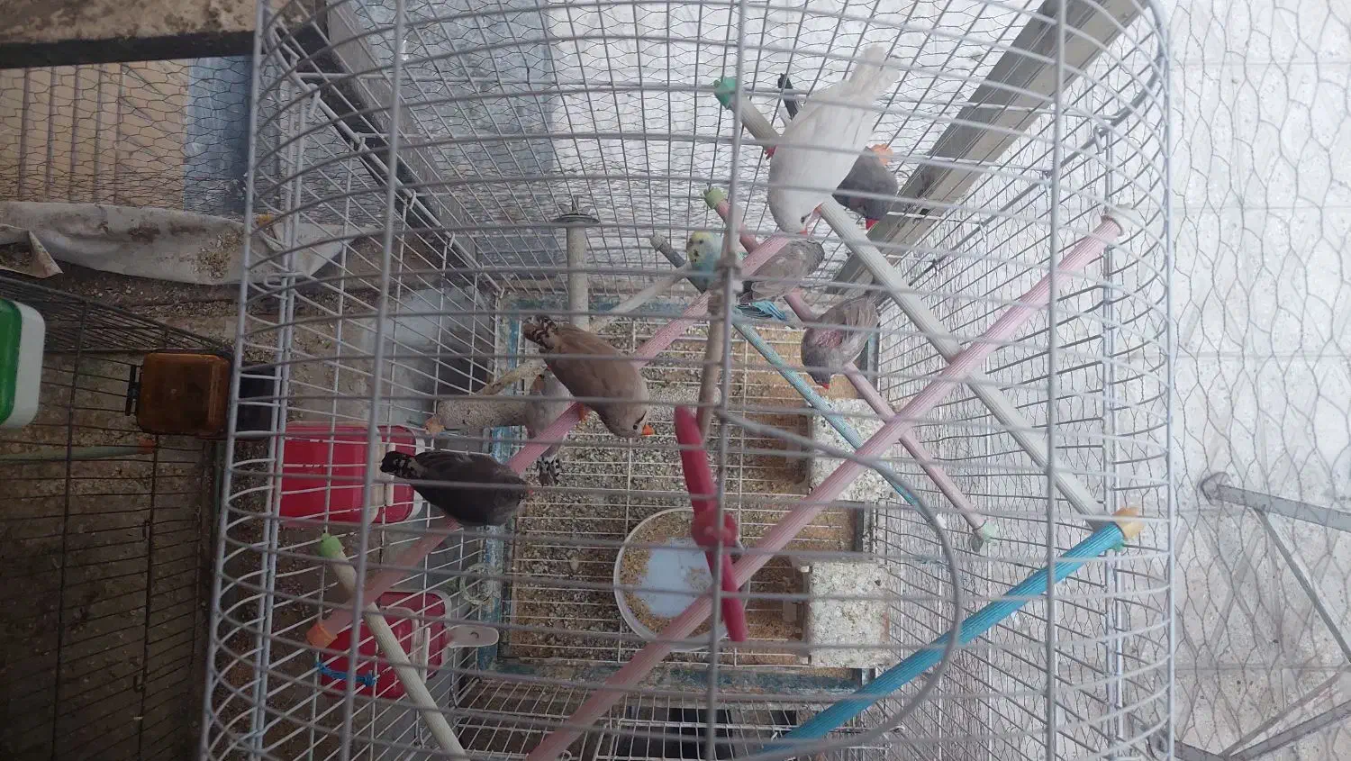 فنچ|پرنده|ری, شهید غیوری (ابن باویه)|دیوار