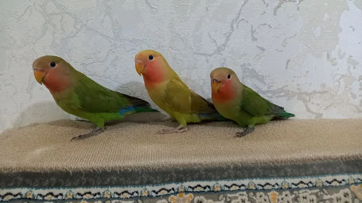 طوطی برزیلی|پرنده|تاکستان, |دیوار