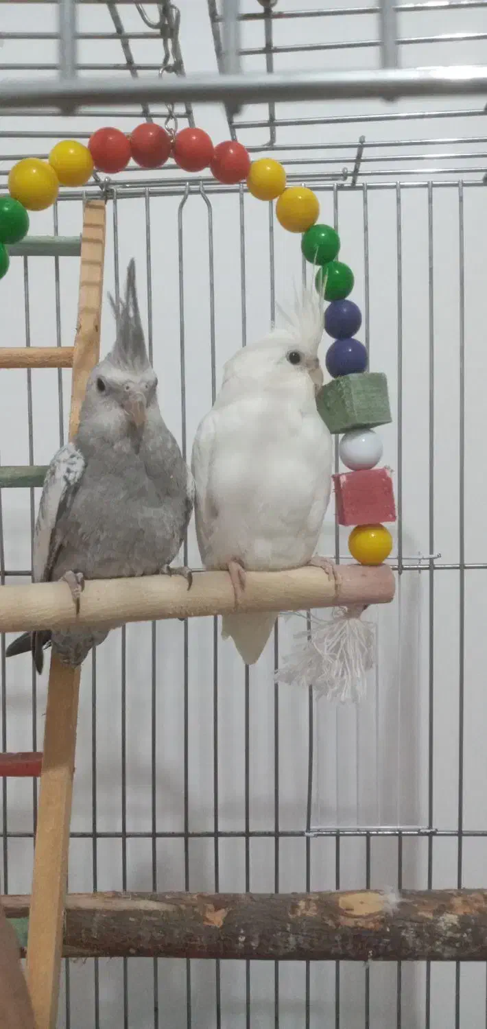 قفس ۱۰۳۳ بزرگ ضخیم و عروس هلندی|پرنده|زیباکنار, |دیوار