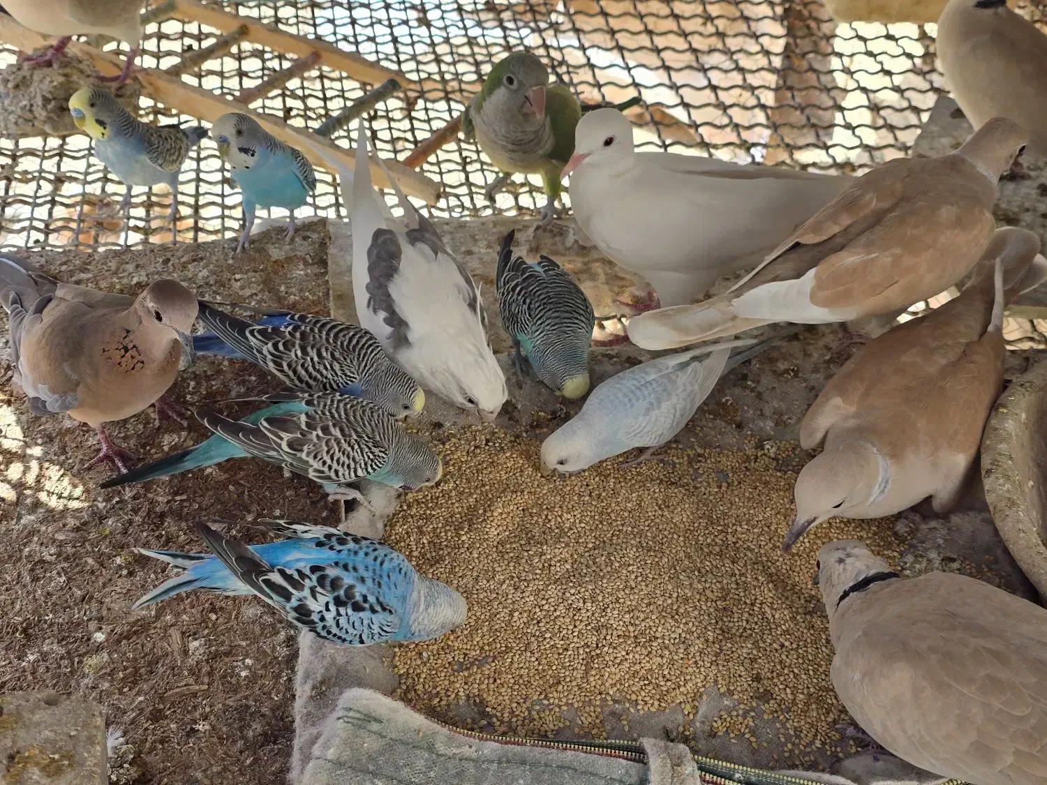 مرغ عشق و کپوت و شاتو|پرنده|سراوان, |دیوار