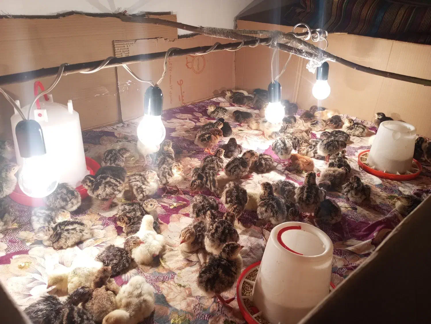 دستگاه جوجه کشی ۱۶۸ تایی اسکندری|لوازم جانبی حیوانات|نوشین شهر, |دیوار