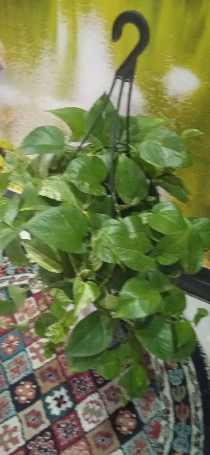 فروش گیاه خانگی گل۸۰|حراج|بروجرد, |دیوار