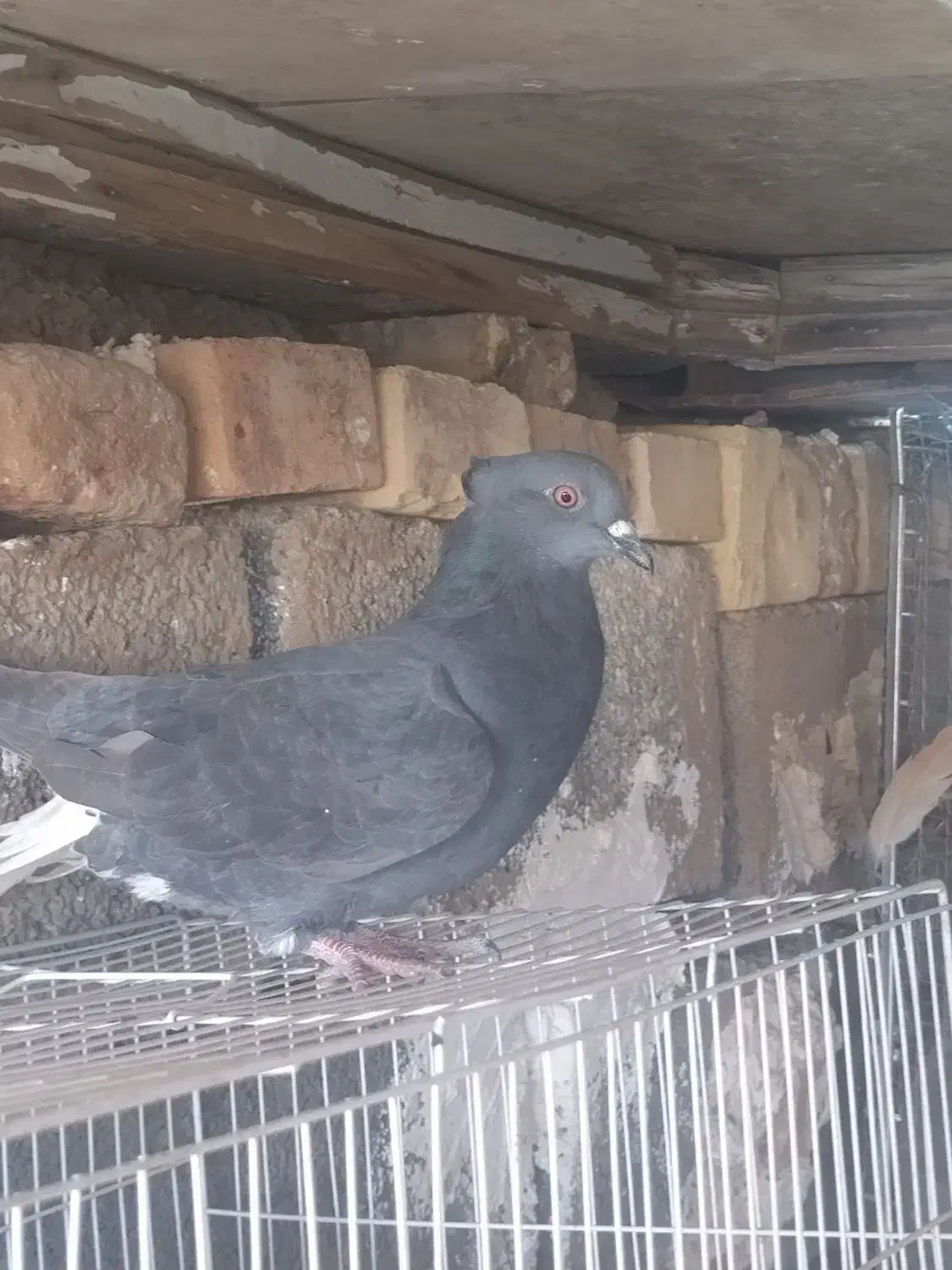 کبوتر  پرشی|پرنده|خوسف, |دیوار