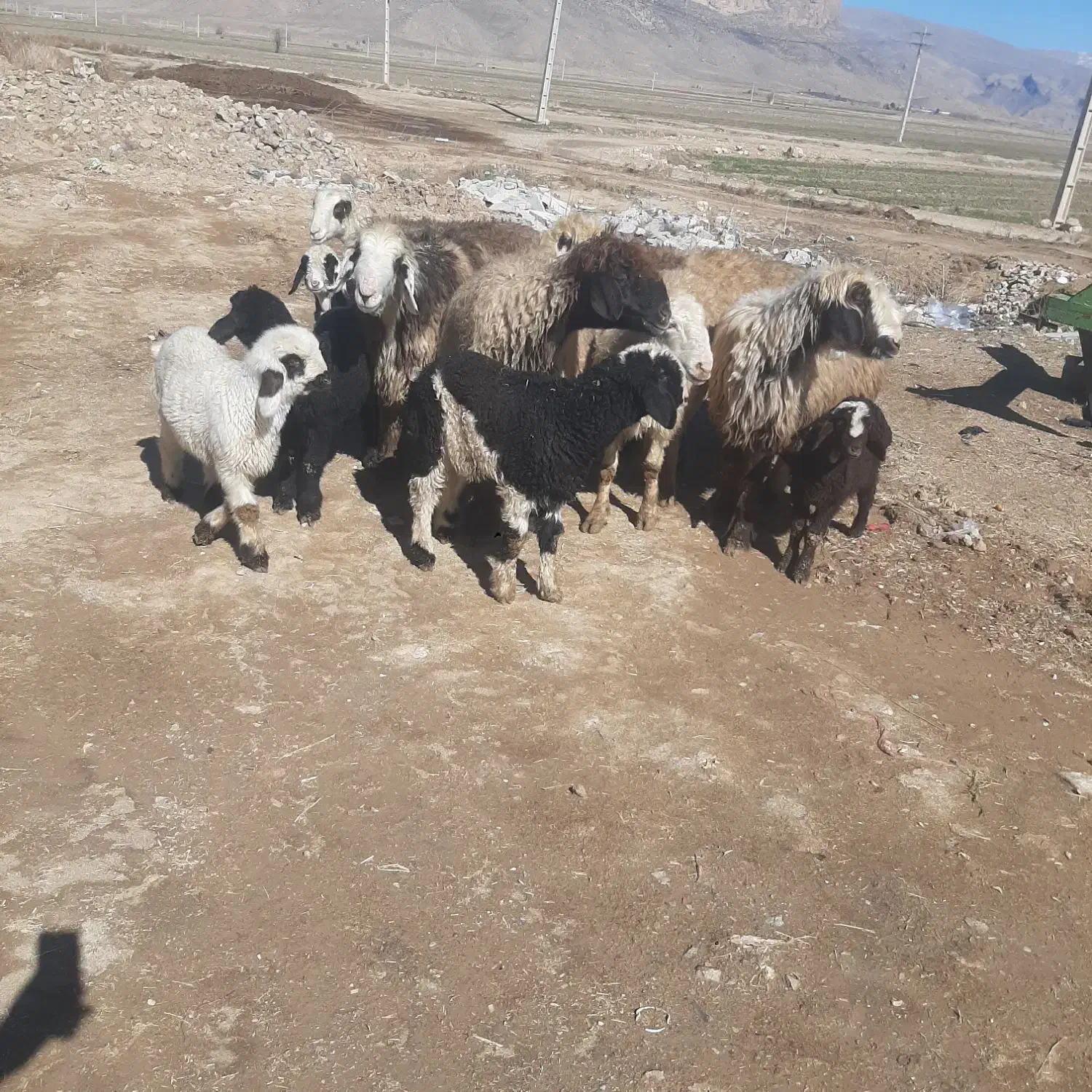 میش بره دار|حیوانات مزرعه|مرودشت, گندم‎|دیوار