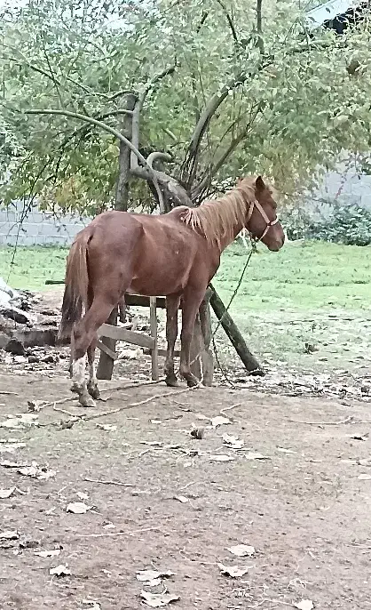 اسب آرام و زیبا سواری|حیوانات مزرعه|گوراب زرمیخ, |دیوار