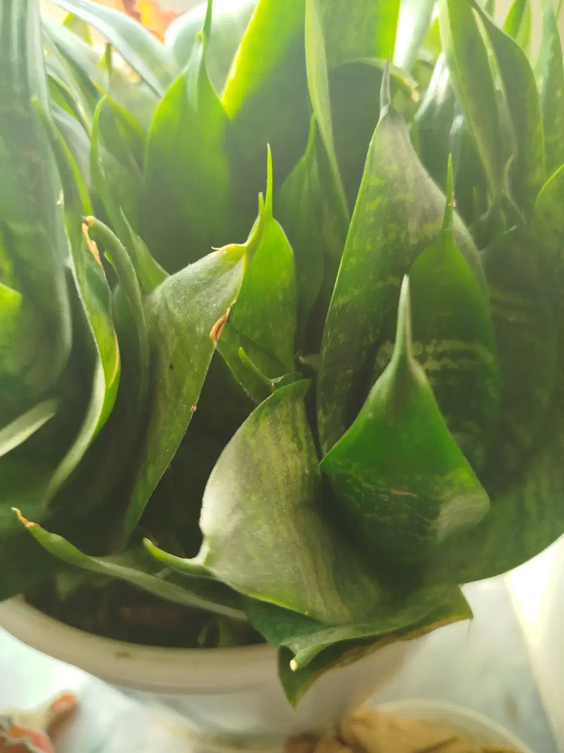 گل زامبو|گل و گیاه طبیعی|ارومیه, |دیوار