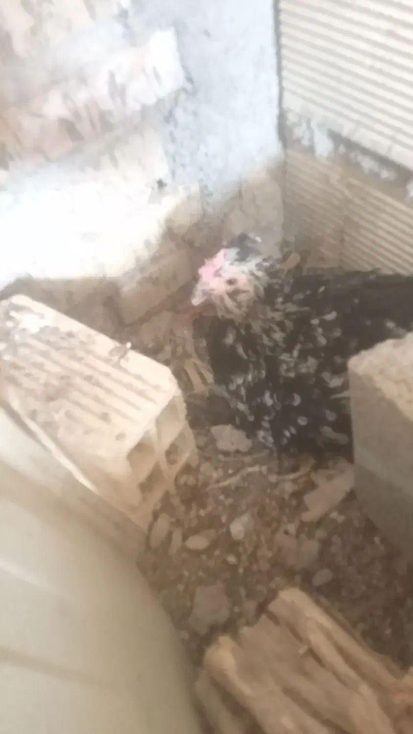 تخم مرغ گلین|حیوانات مزرعه|دزفول, |دیوار