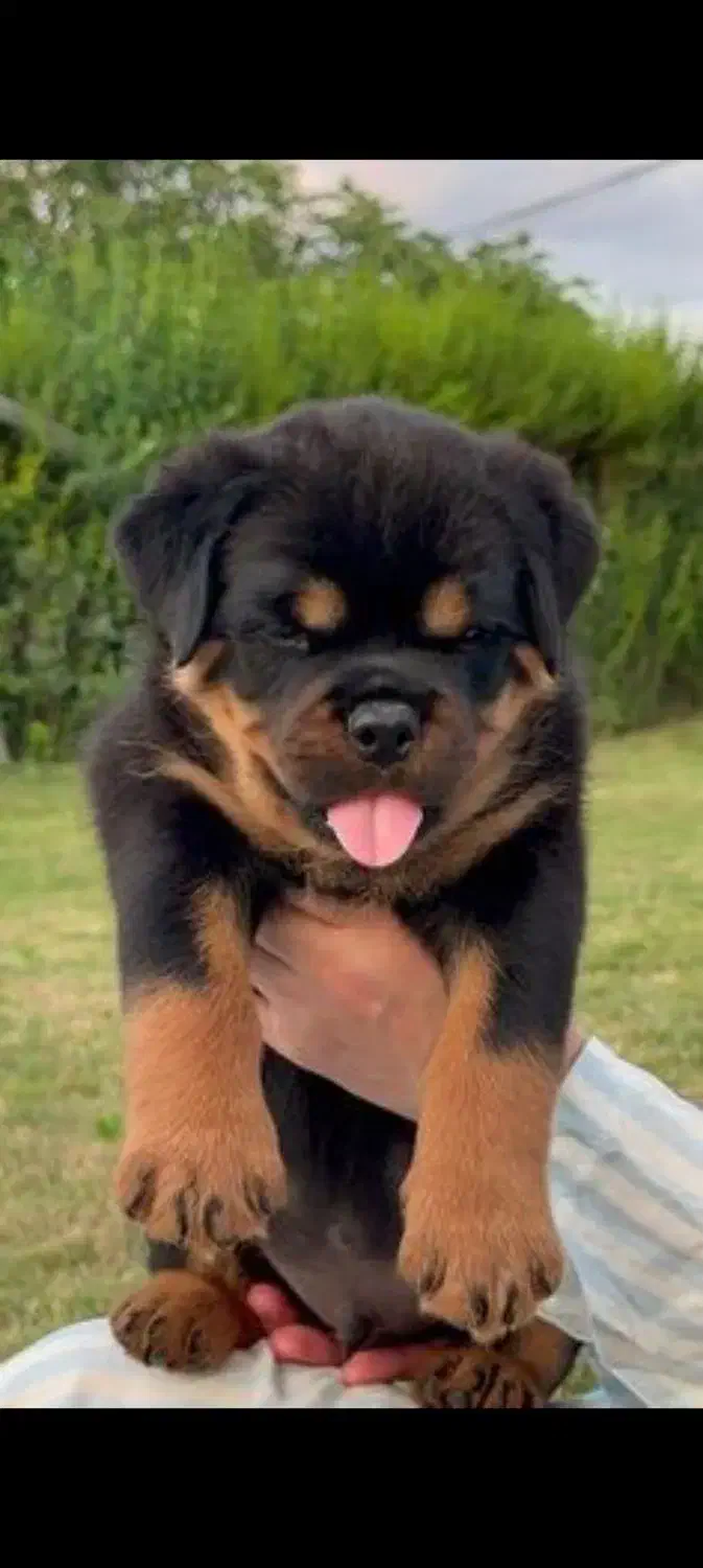 سگ رتوایلر اروپایی کینگ|سگ|کرج, گلستان|دیوار