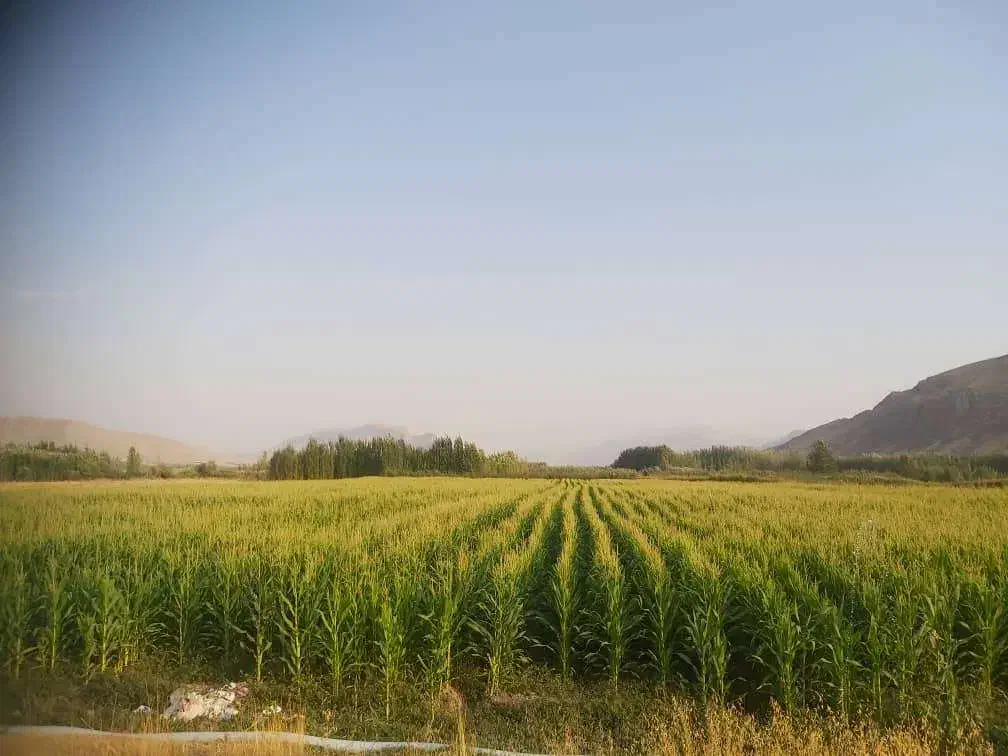 فروش زمین کشاورزی  در منطقه میزدج|فروش زمین و ملک کلنگی|جونقان, |دیوار