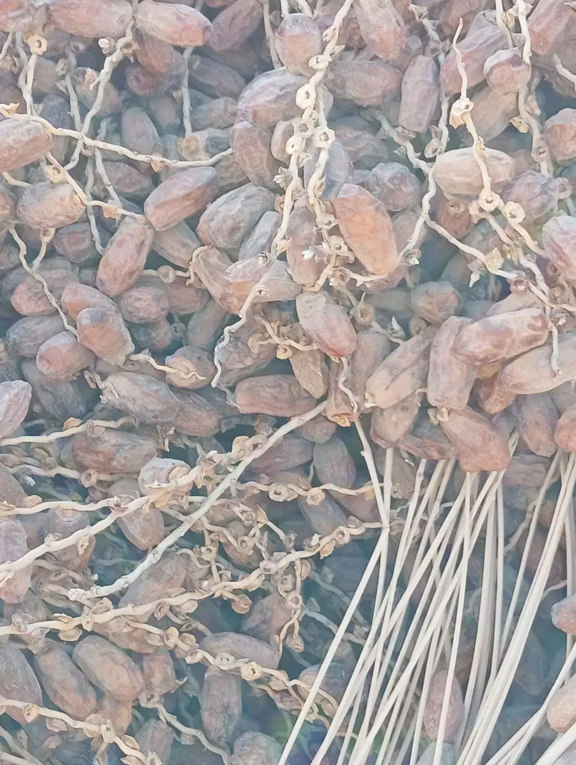 خرمای(لر)پون|خوردنی و آشامیدنی|سراوان, |دیوار