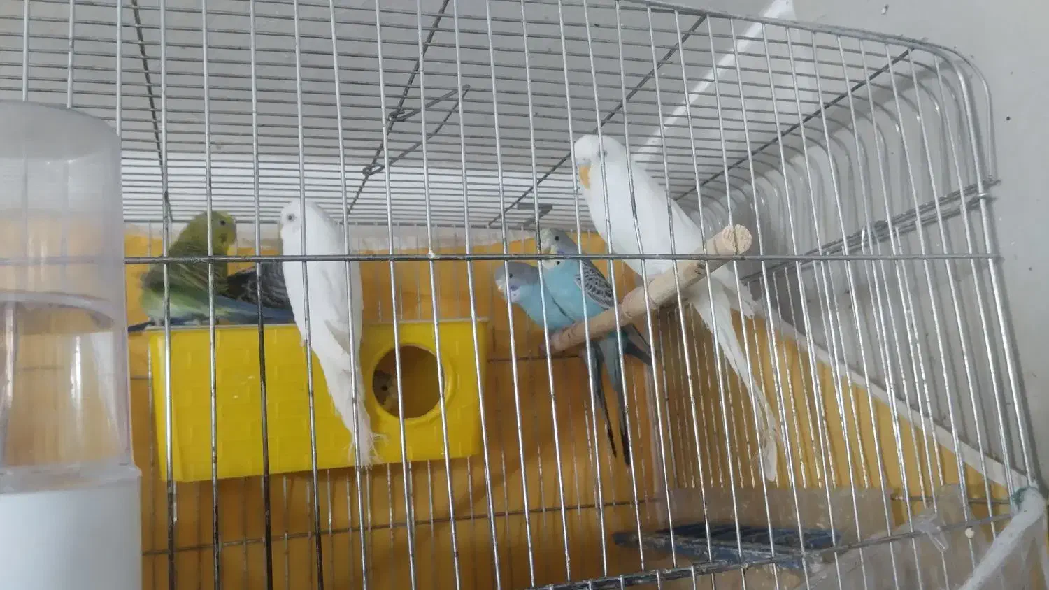 مرغ عشق|پرنده|بیرجند, |دیوار