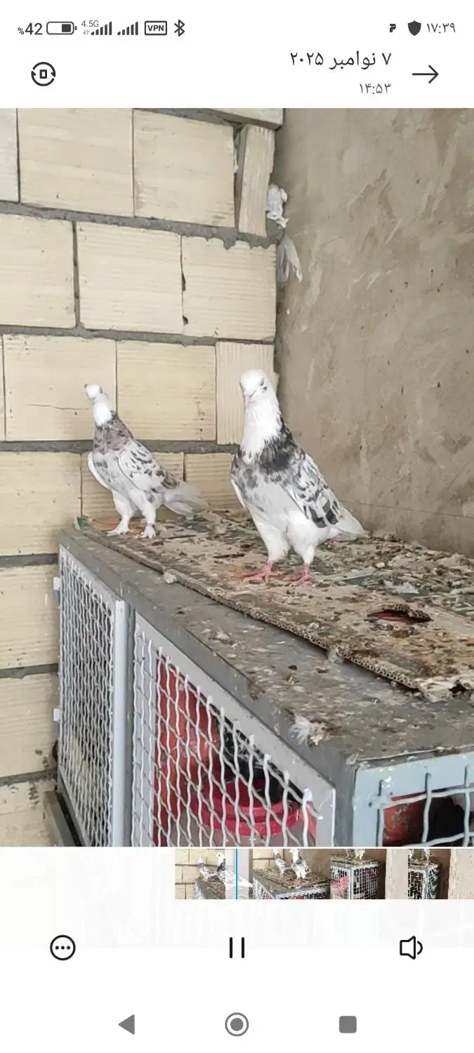 پرنده جفت هما سرور|پرنده|کهریزک, |دیوار