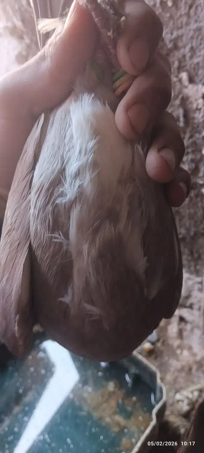 نرغورای|حراج|زرند, |دیوار