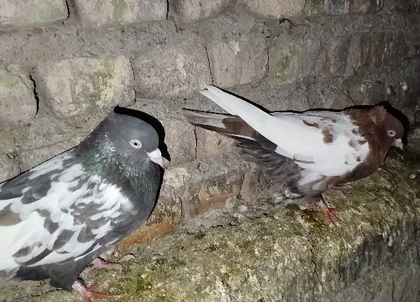 کبوتر|پرنده|سرخنکلاته, |دیوار