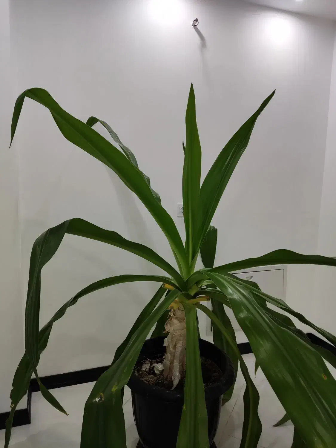 گل برگ موزی بزرگ|گل و گیاه طبیعی|کرمان, |دیوار