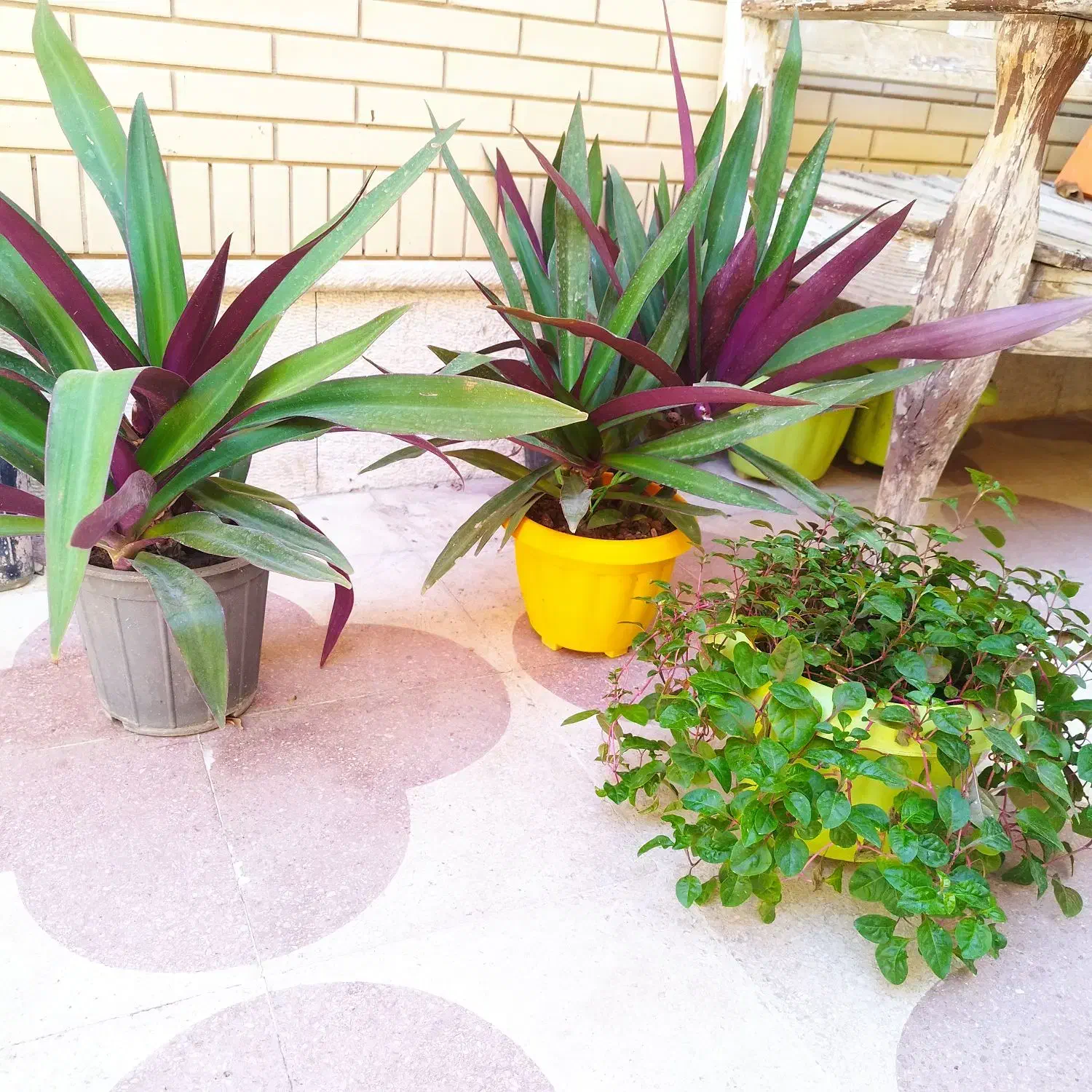 گلدان گل طبیعی سر سبزو شاداب.|گل و گیاه طبیعی|شیراز, رکنآباد|دیوار