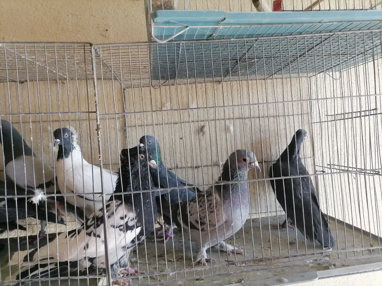 کبوتر نر پریده|پرنده|کرمان, |دیوار