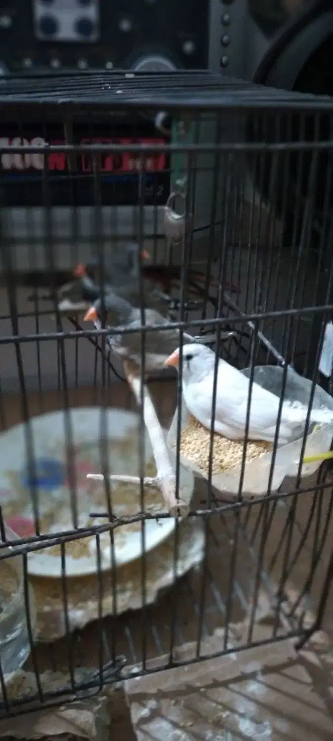 فنچ زبرا نر و ماده|پرنده|ری, دیلمان|دیوار