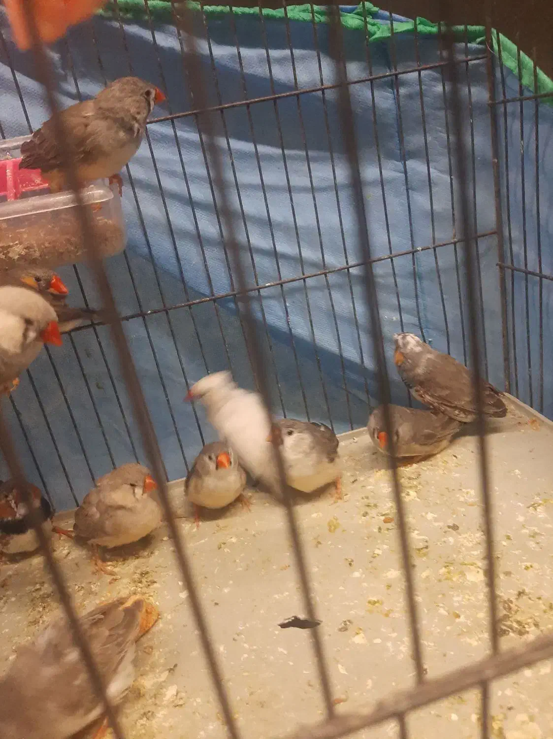 فنج گینگ|پرنده|تاکستان, |دیوار