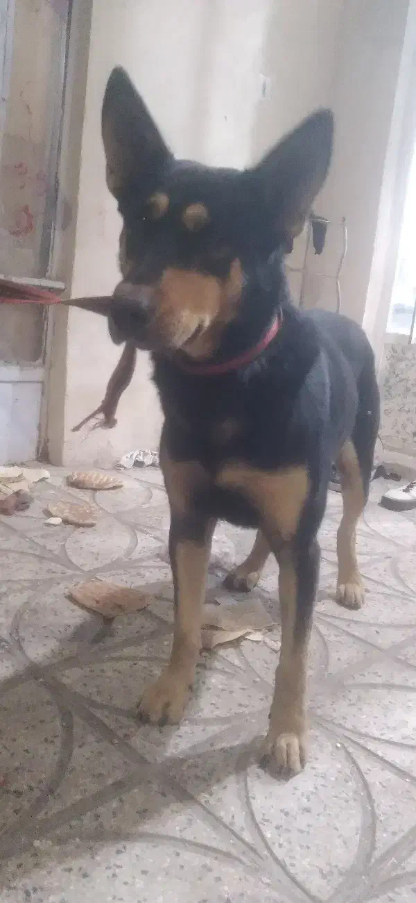 سگ ژرمن|سگ|ورامین, شهرک صنعتی خیرآباد|دیوار