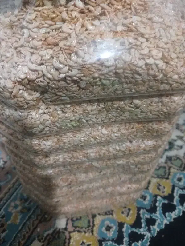 فروش گاماروس غذای ماهی|ماهی|چابکسر, |دیوار