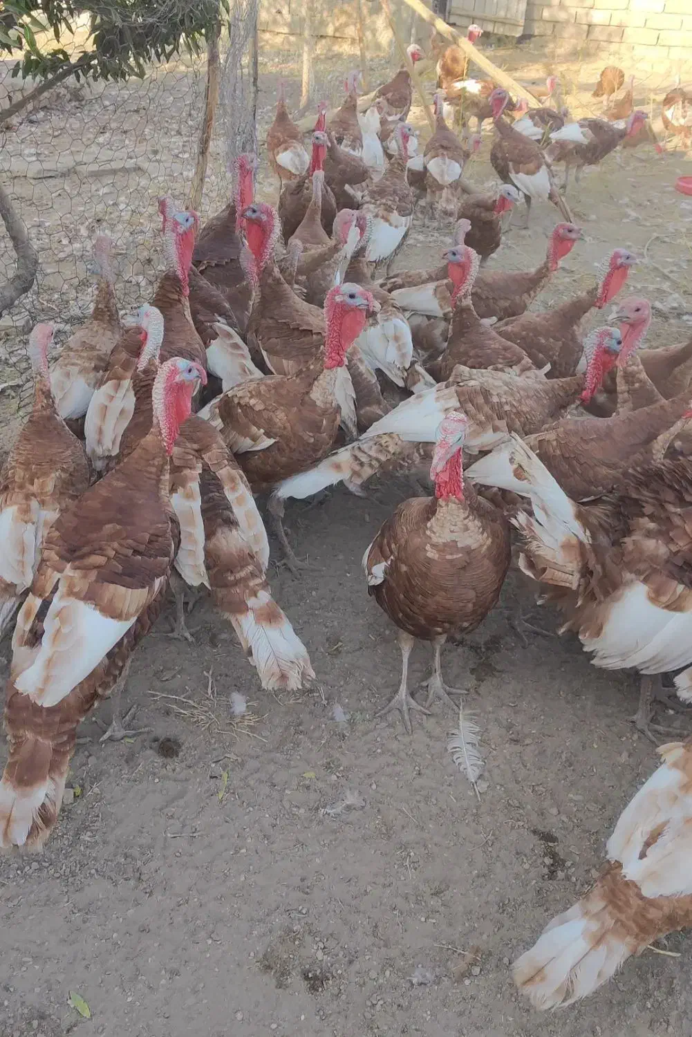 بوقلمون بوربون محلی|حیوانات مزرعه|بوکان, |دیوار