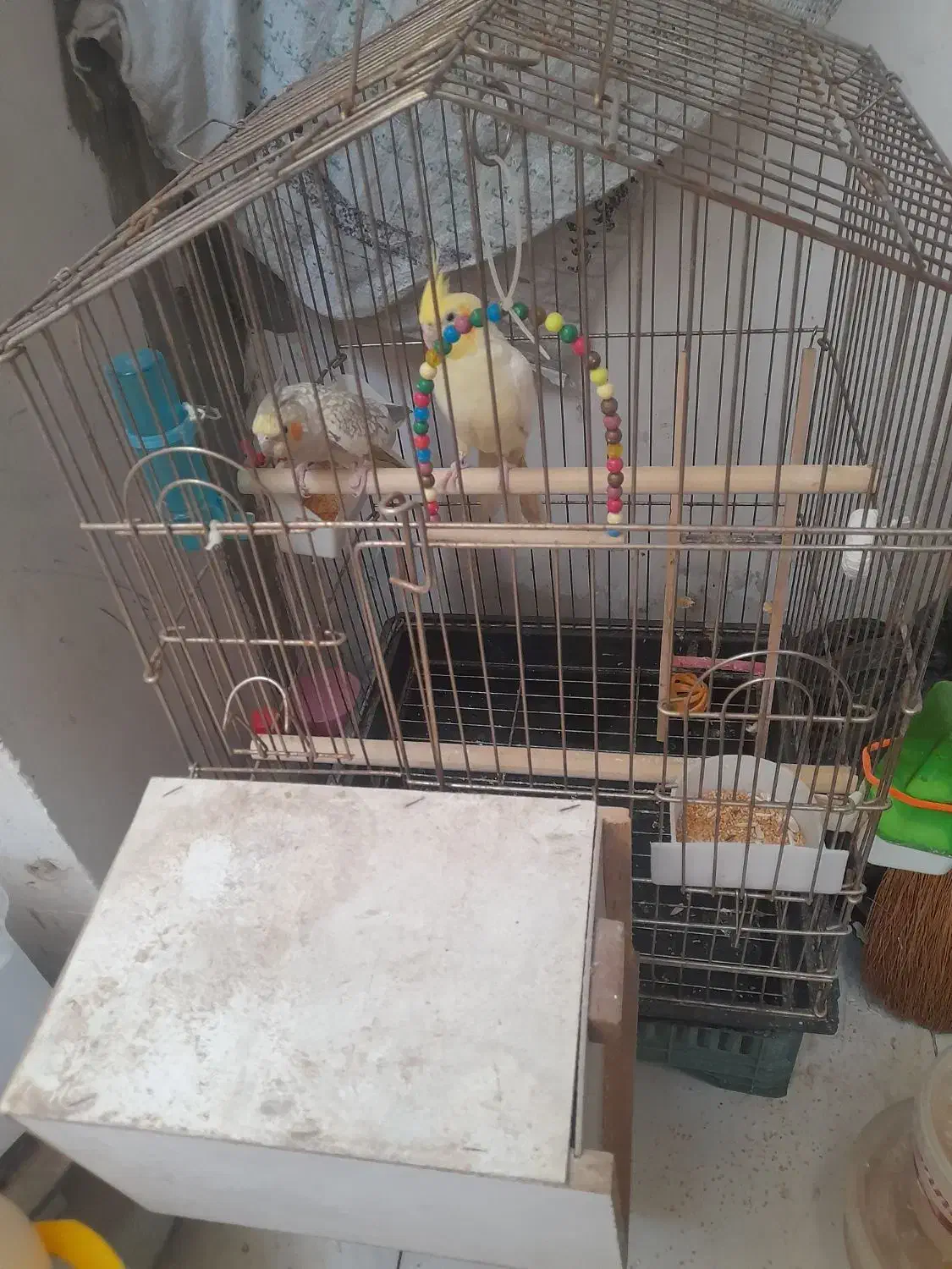 یک جفت عروس هلندی  با قفس خیلی بزرگ و تمام وسایل|پرنده|پیشوا, |دیوار