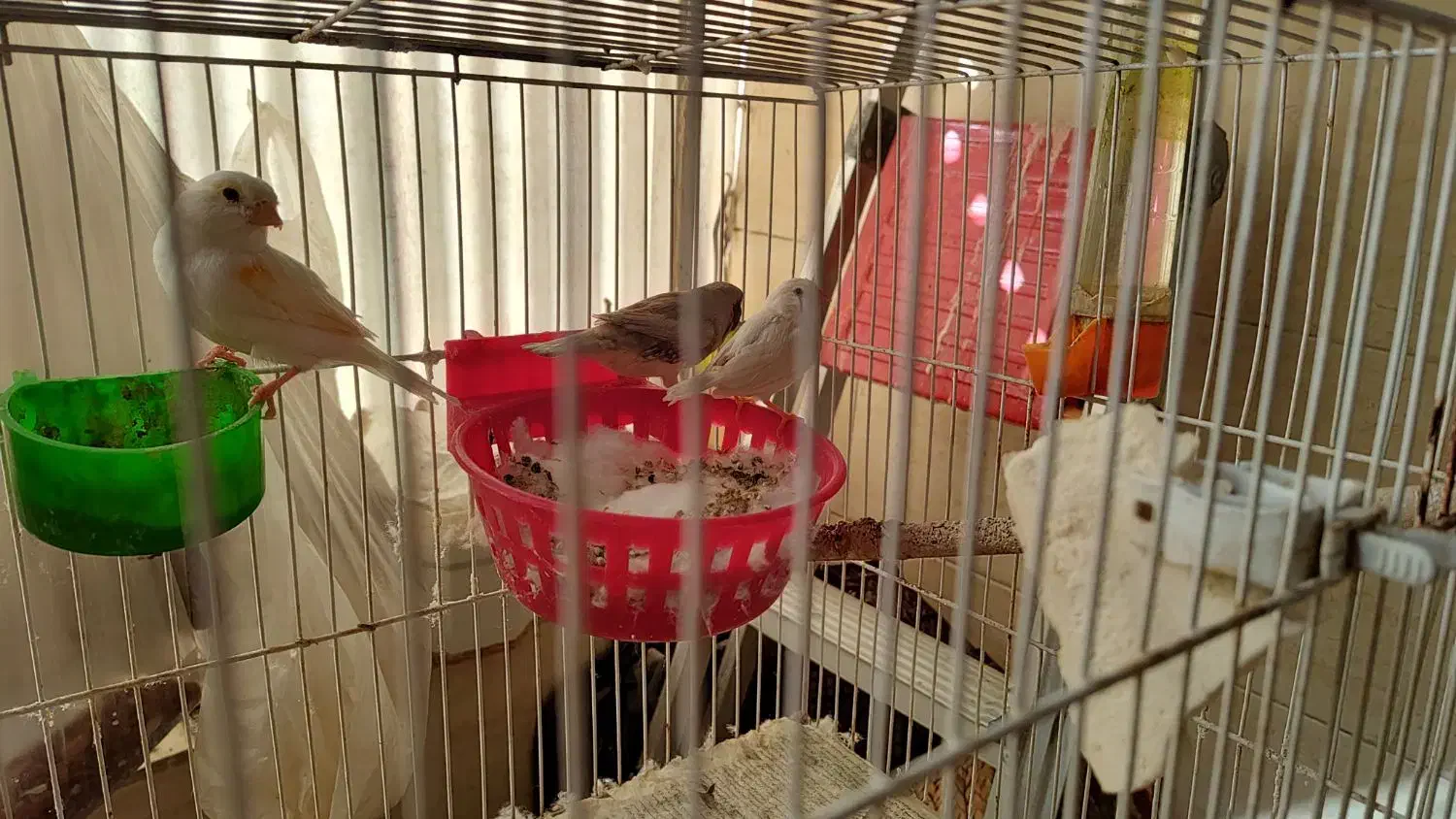 فنچ کینگ|پرنده|قرچک, مهدیه|دیوار