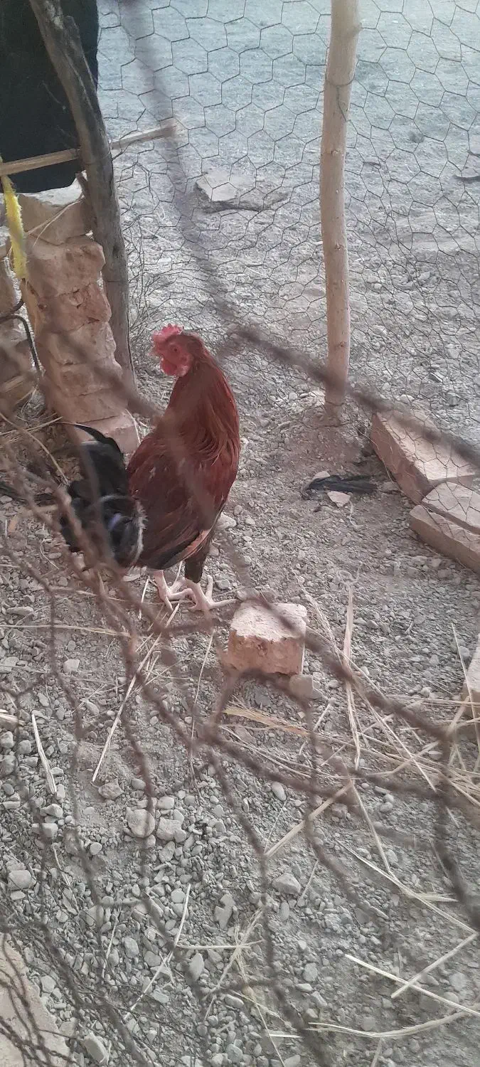 خروس|حیوانات مزرعه|دامن, |دیوار