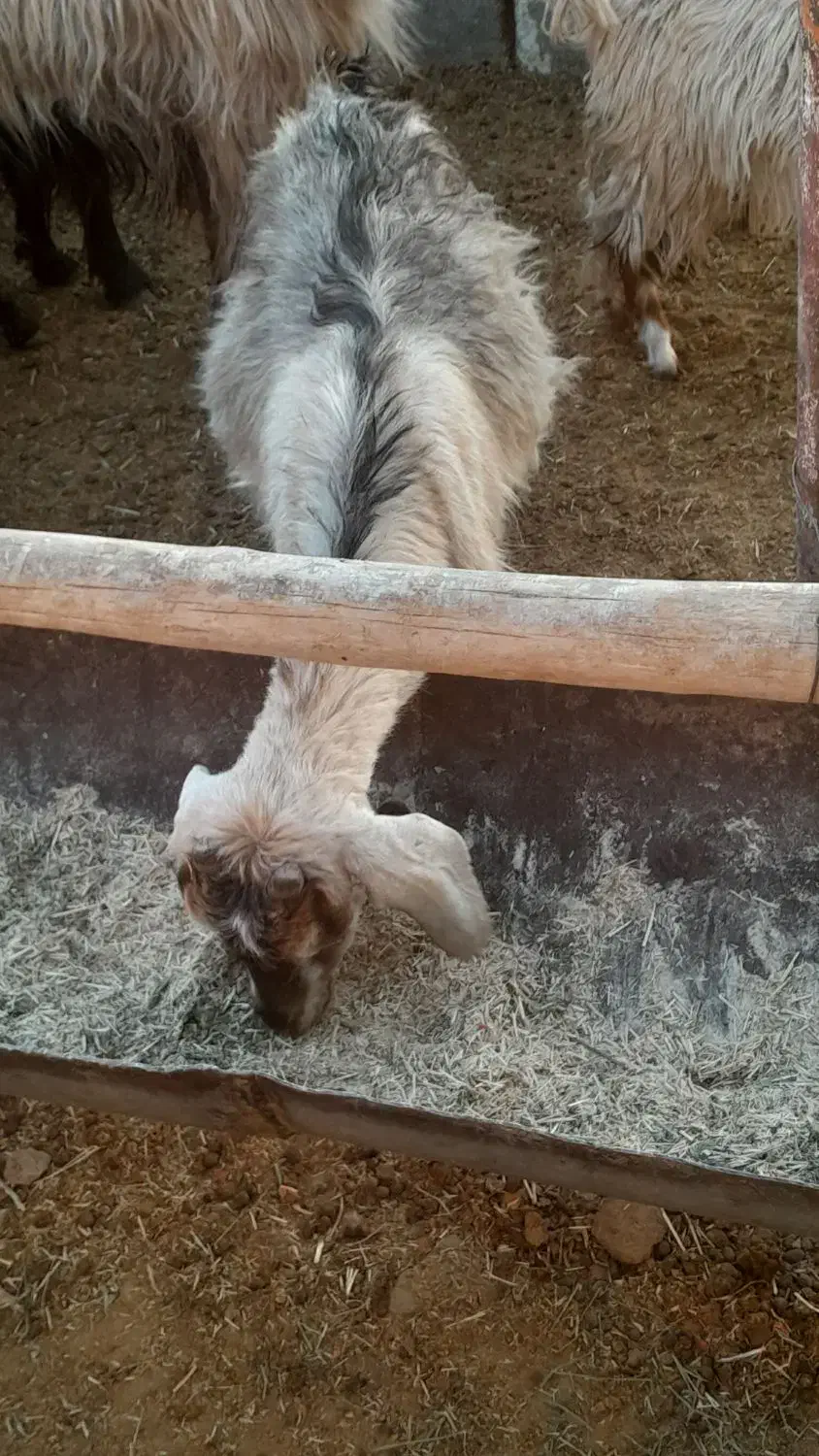 گیسه کهره دار و بز رومایه جوان|حیوانات مزرعه|مرودشت, ده بید|دیوار