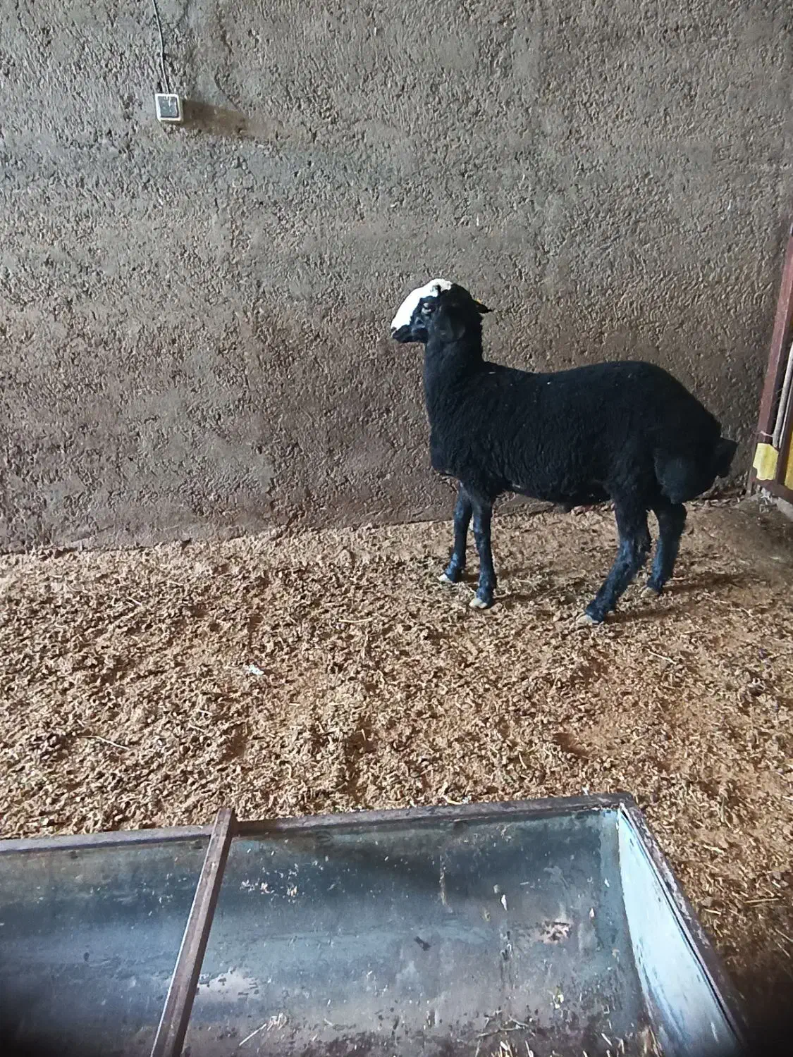 بره قوچ سیاه شال|حیوانات مزرعه|تاکستان, |دیوار