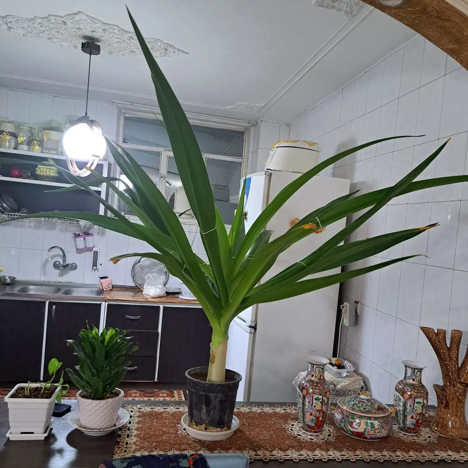 گل ملکه|گل و گیاه طبیعی|شاهین‌شهر, عطار|دیوار