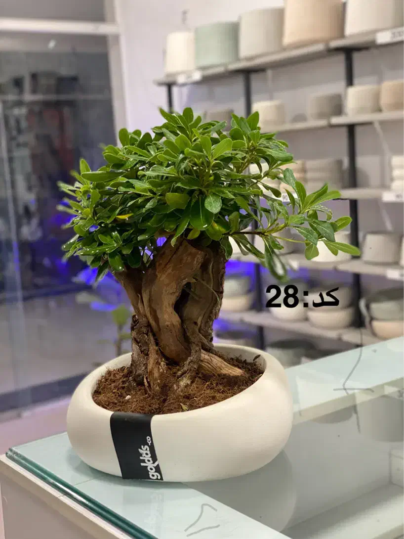 فروش انواع گیاه بنسای|گل و گیاه طبیعی|اصفهان, الهیه|دیوار