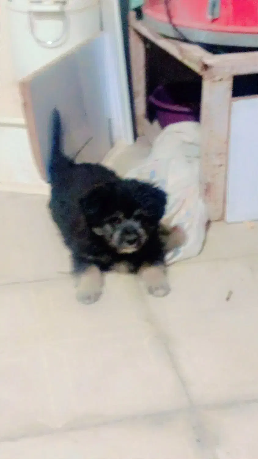 سگ پامر آشپیتز|سگ|بم, |دیوار