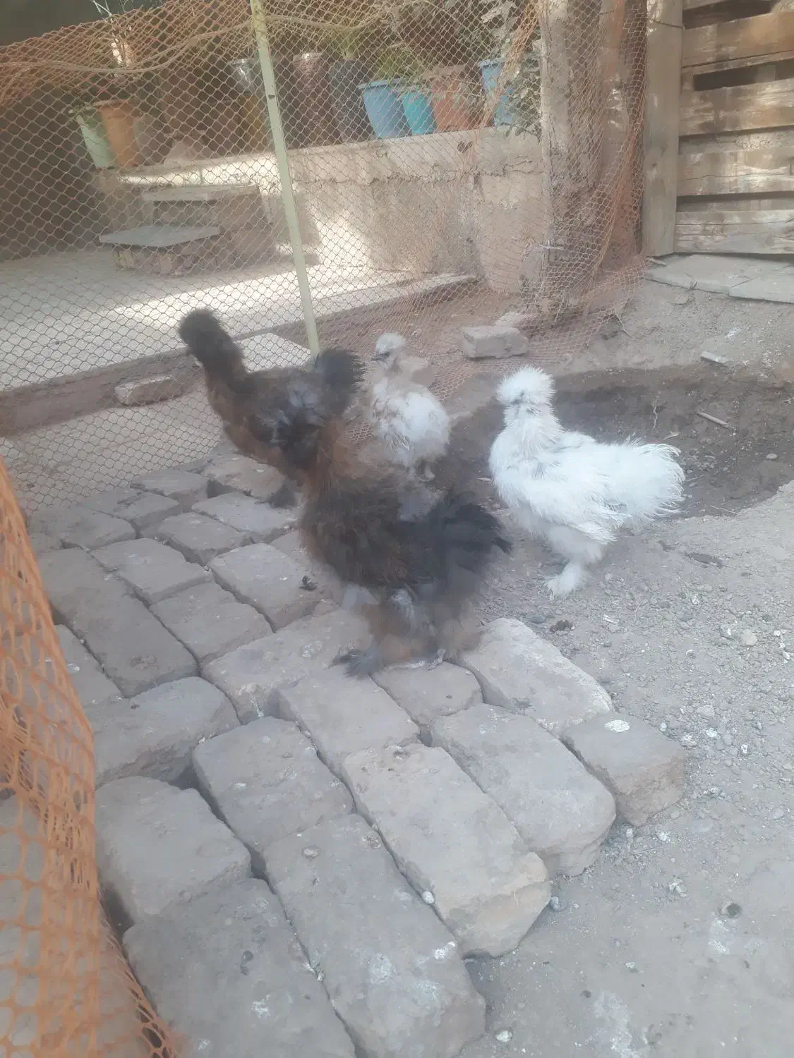 جوجه ابریشمی|حیوانات مزرعه|گرمسار, |دیوار