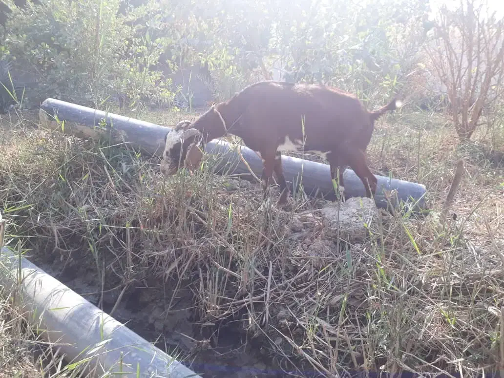 فروش بز|حیوانات مزرعه|آبادان, |دیوار