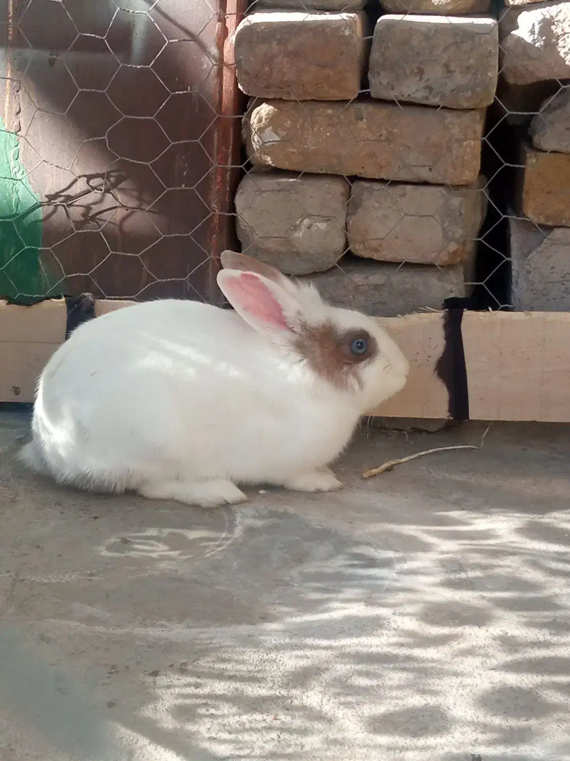 خرگوش|موش و خرگوش|دورود, |دیوار