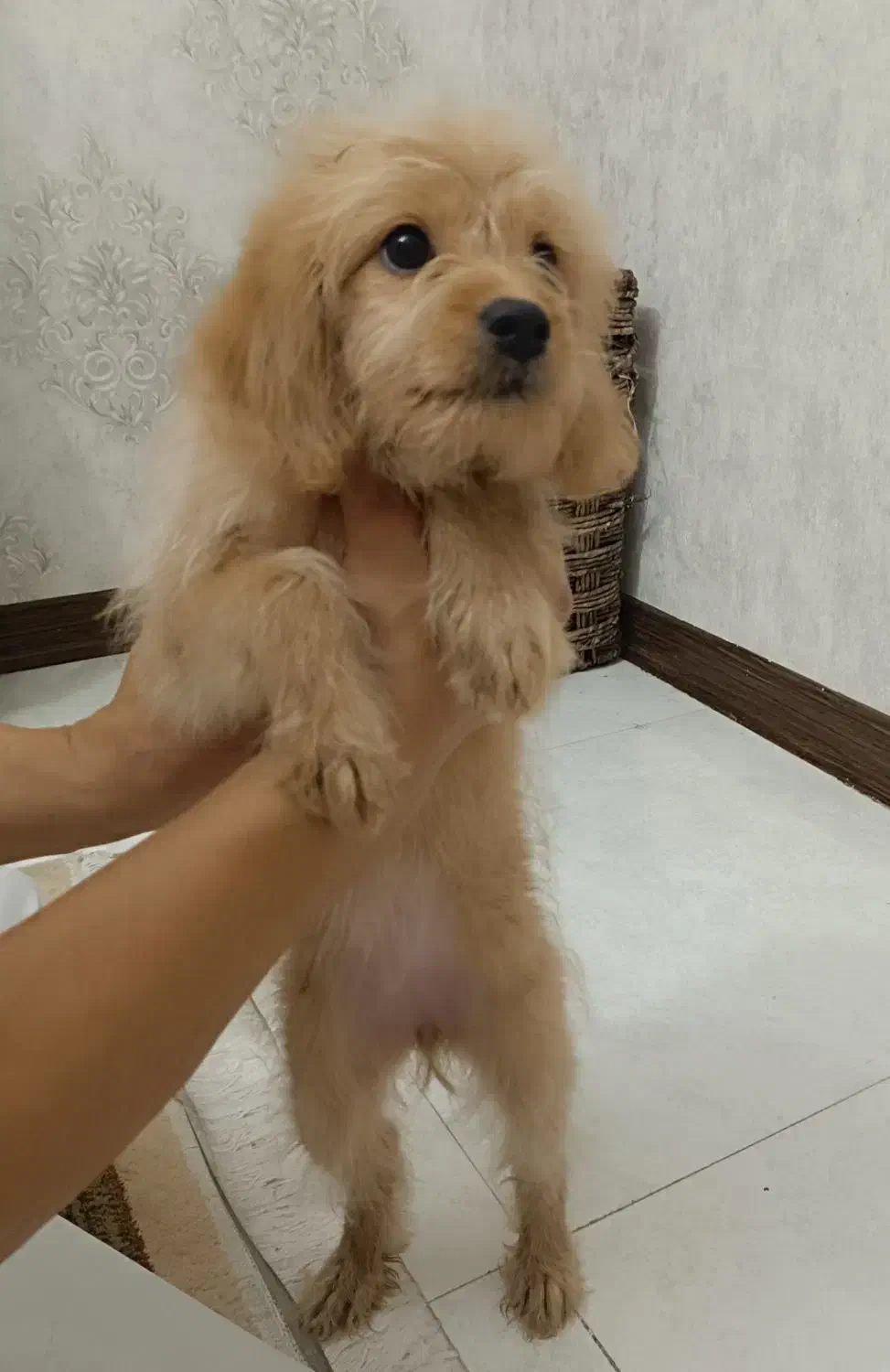 واگذاری سگ|سگ|صدرا-فارس, فاز ۲|دیوار