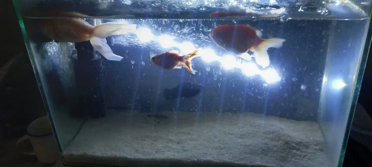 ماهی|ماهی|مشهد, خواجه ربیع|دیوار