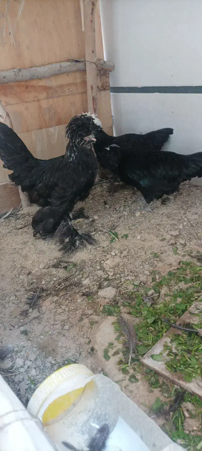 مرغ سلطان|حیوانات مزرعه|بندر دیر, |دیوار