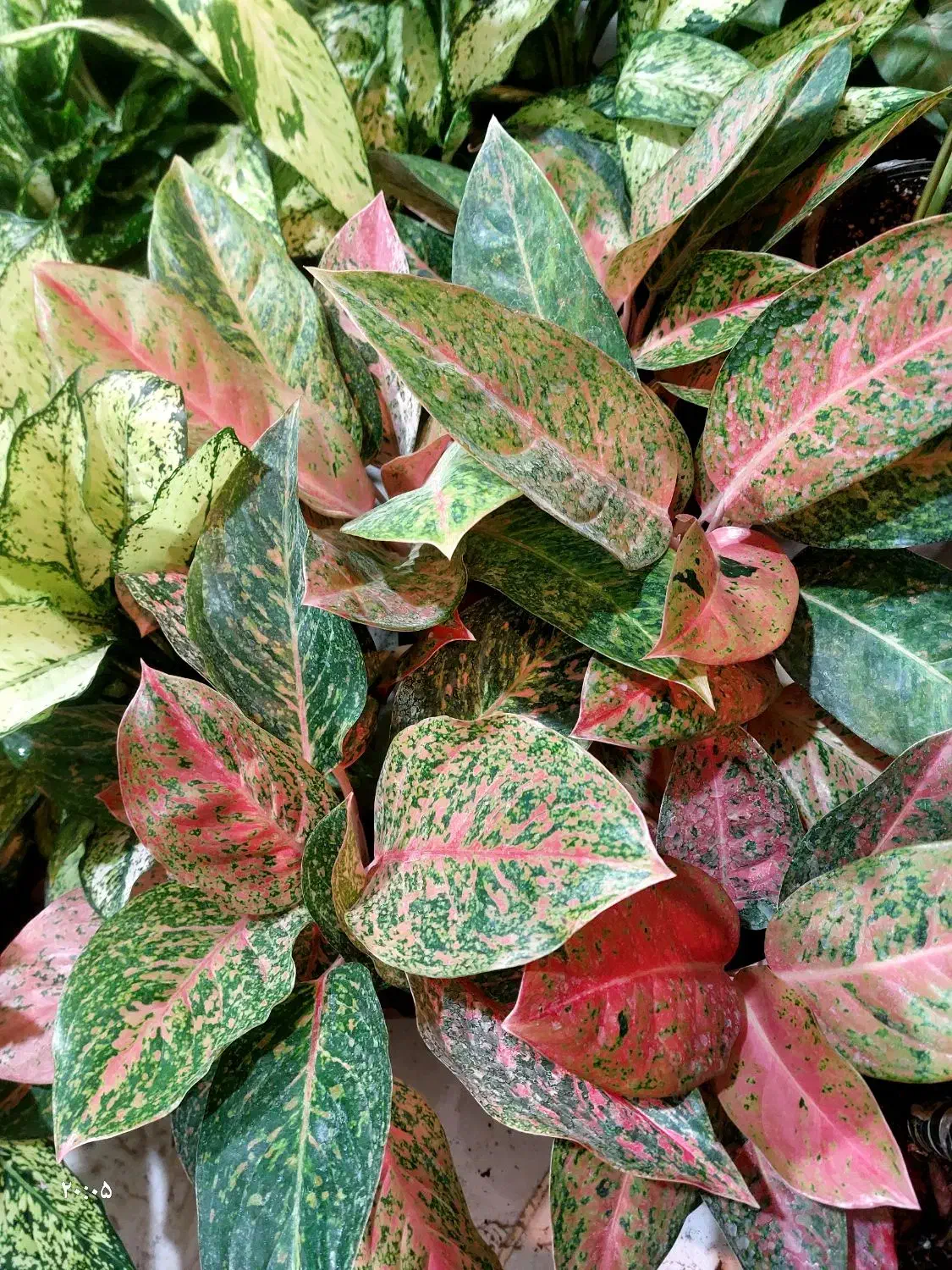 باباادم های ارزان قیمت|گل و گیاه طبیعی|کرمانشاه, |دیوار