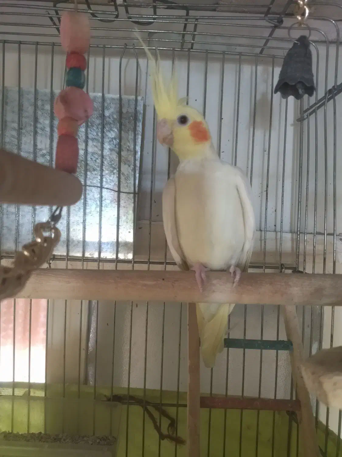 پرنده|پرنده|پاکدشت, پاکدشت (مامازند)|دیوار