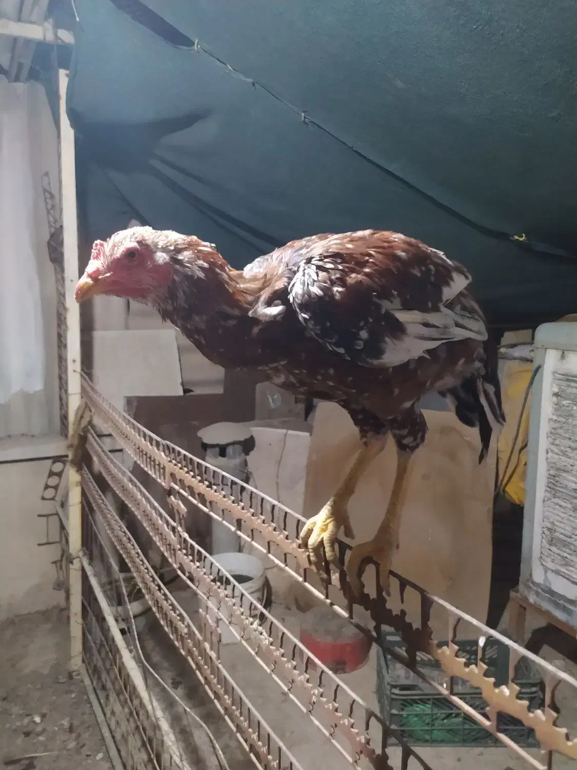 خروس لاری|حیوانات مزرعه|اصفهان, خرم|دیوار