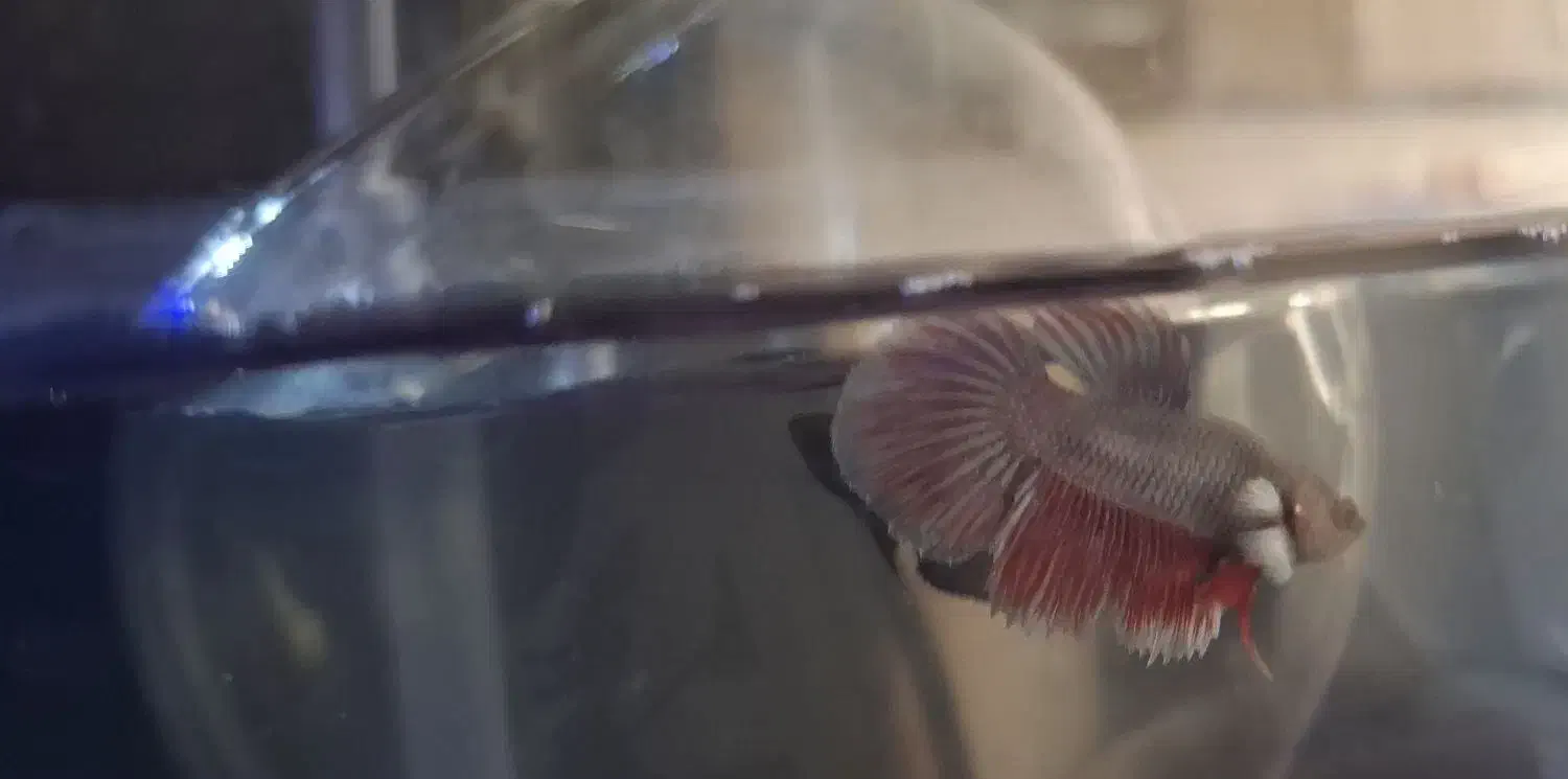 ماهی فایتر|ماهی|دورود, |دیوار